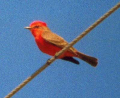 Vermilion Flycatcher