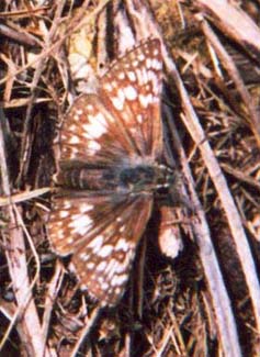 W. Checkered Skipper