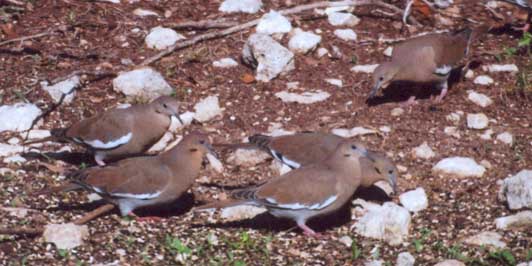 White-winged Dove