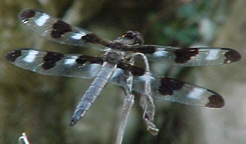 Twelve-spotted Skimmer