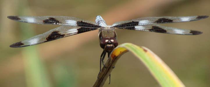 Twelve-spotted Skimmer