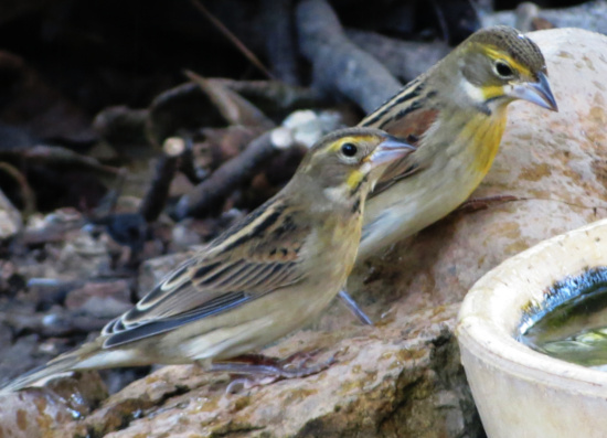 dickcissel
