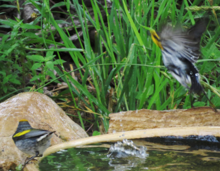 2warblers