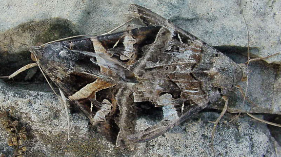 moths