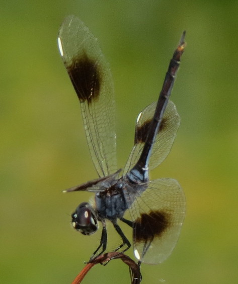 Four-spotted Pennant