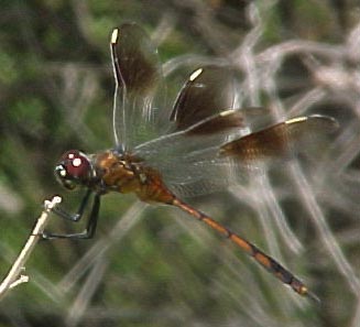 Four-spotted Pennant