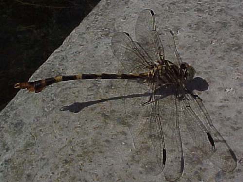 Four-striped Leaftail