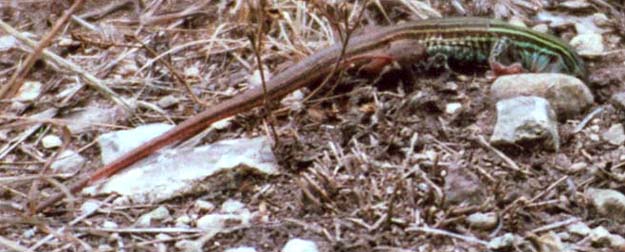 Six-lined Racerunner