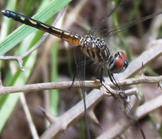Blue Dasher