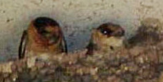 To Hybrid Swallows