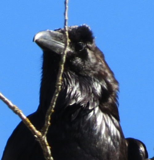 commonraven