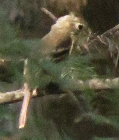 Cordilleran Flycatcher