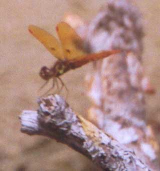 Eastern Amberwing