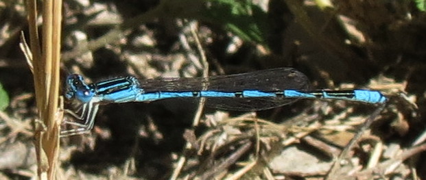 Double-striped Bluet