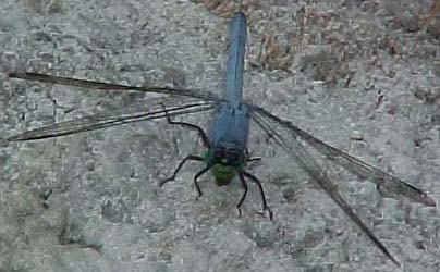 Eastern Pondhawk