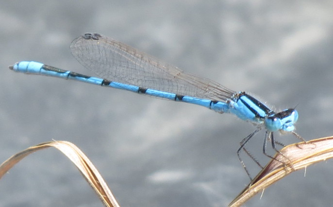 Familiar Bluet