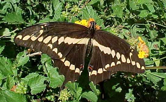 Giant Swallowtail