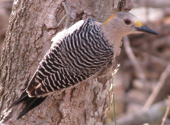goldenfrontedwoodpecker
