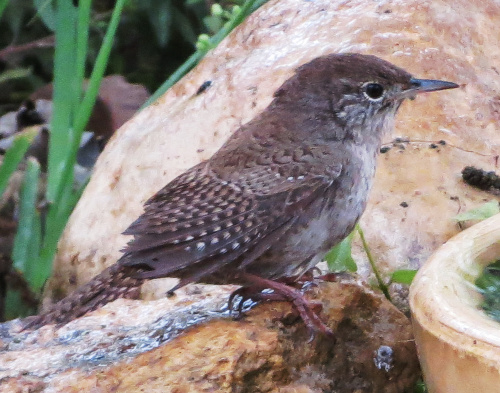 housewren