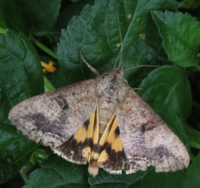 False Underwing