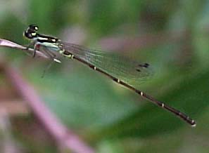 Fragile Forktail