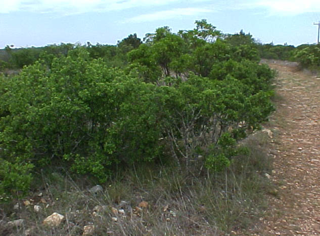 Black-capped Vireo habitat