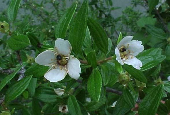 Canyon Mock-orange
