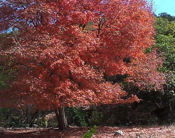 Maples