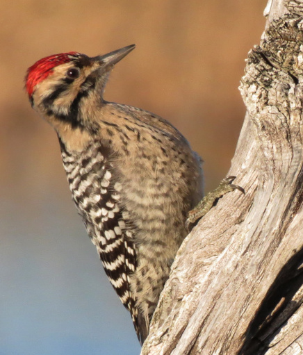 ladderbackedwoodpecker