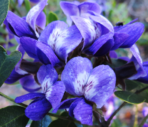 mountainlaurel