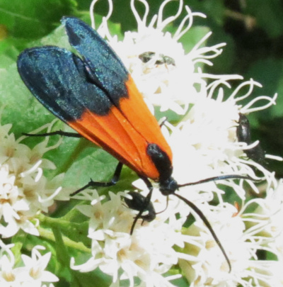 Lichen Moth