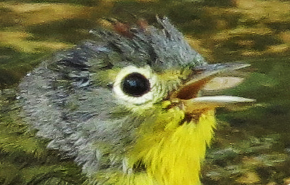 Nashville Warbler