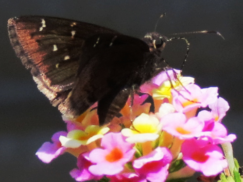 northerncloudywing