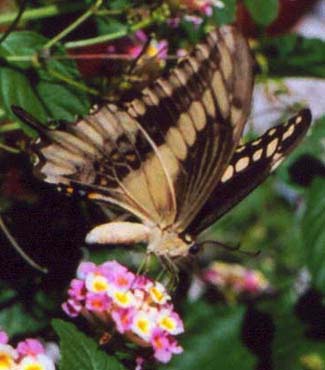 ornythionswallowtail