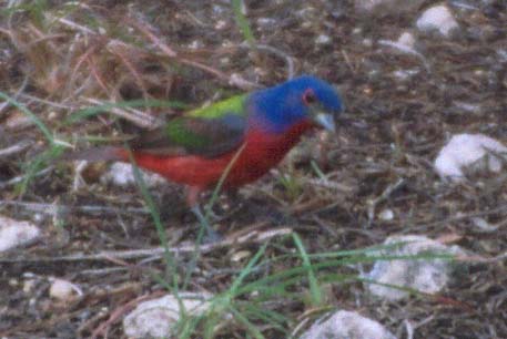 Painted Bunting