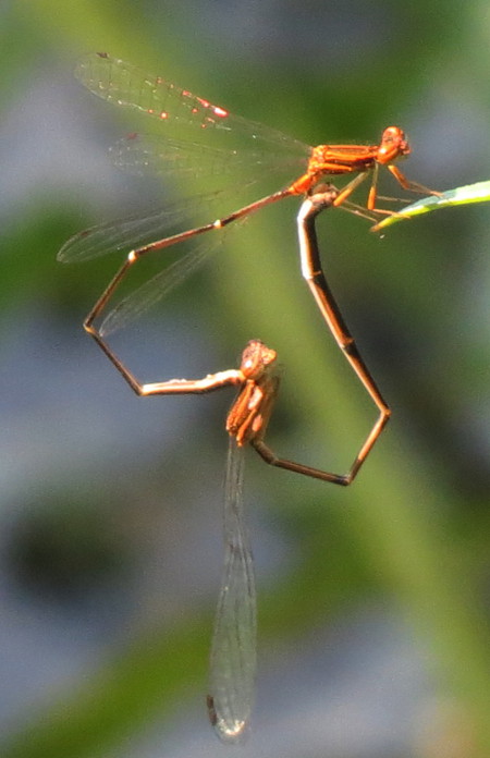 Orange-striped Threadtail