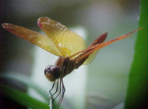 Slough Amberwing