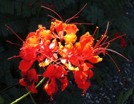 Pride-of-Barbados