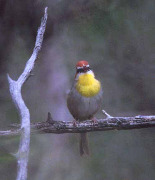 Rufous-capped Warbler
