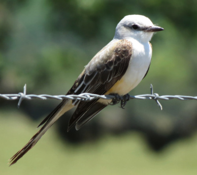 Scissor-tailed Flycatcher