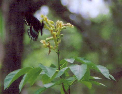 Spicebush Swallowtail