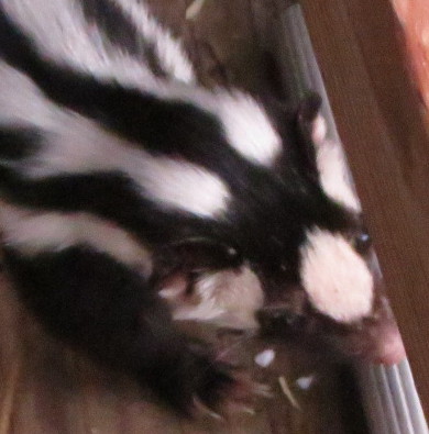spottedskunk