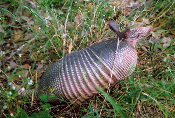 Armadillo