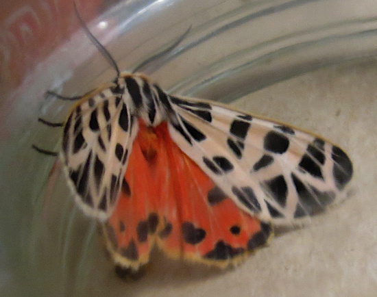 Tiger Moth