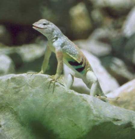 Texas Earless Lizard