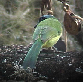 Green Jay