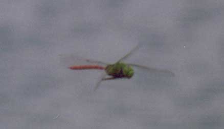 Comet Darner
