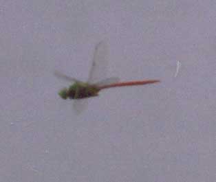 Comet Darner