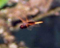 Hyacinth Glider