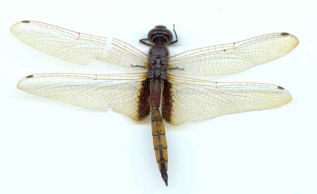 Hyacinth Glider